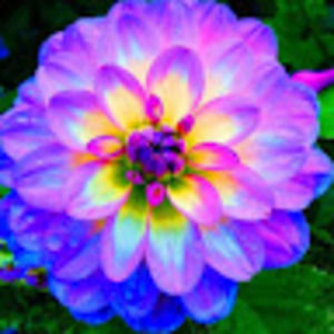 Meet your Posher, Miranda